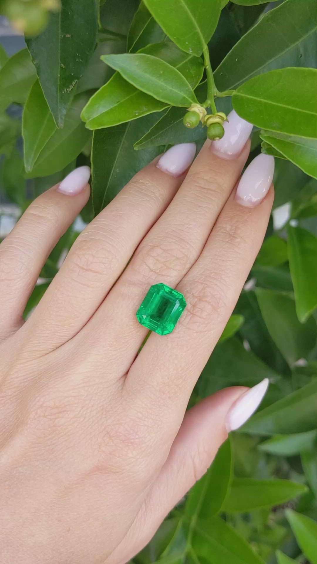 6.54 Ct. Emerald from Zambia Size Video