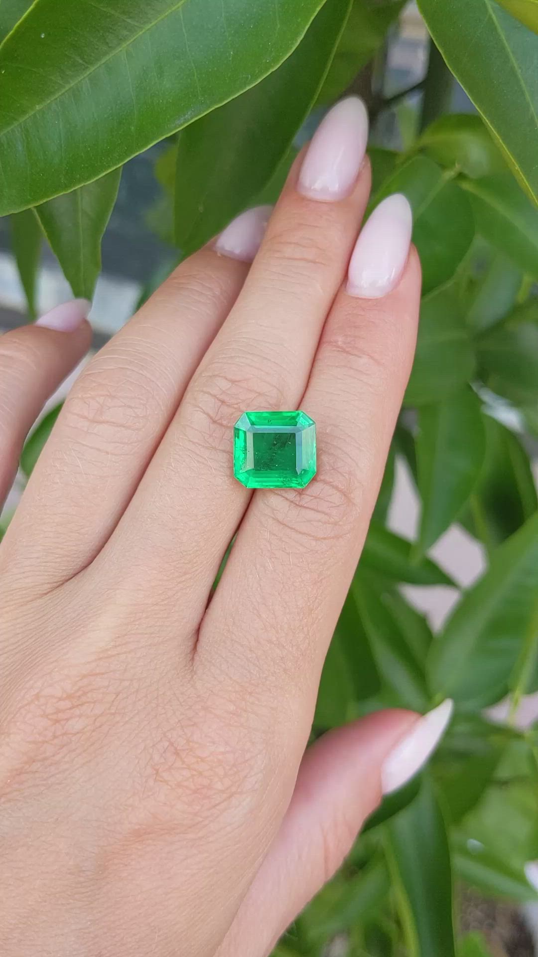 5.50 Ct. Emerald from Zambia Size Video